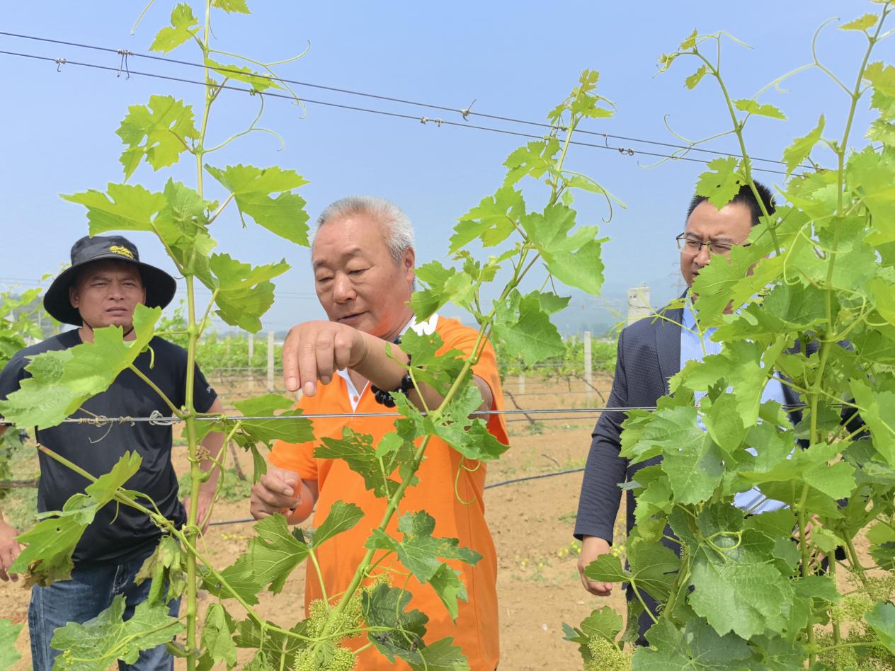 20240522北京房山区酒庄欧美伦理电影
园机器人展示培训活动  年度酒庄 (18)